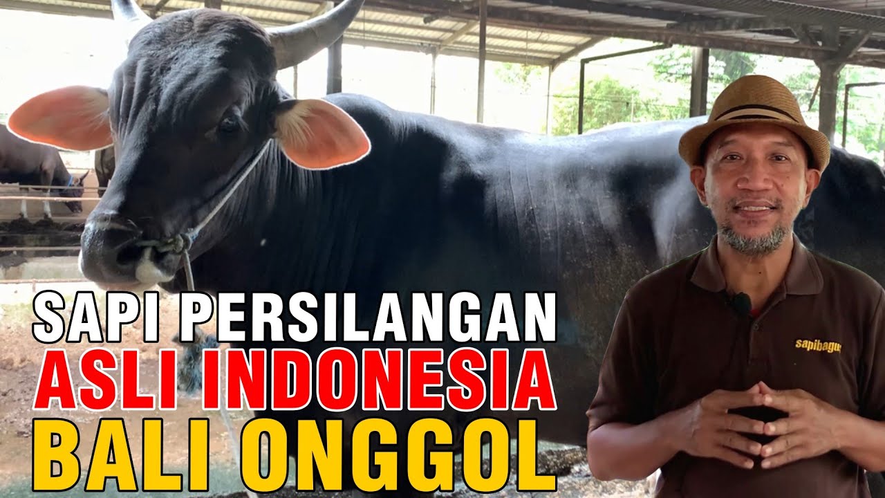 
                                 Hasil-Persilangan-Sapi-Asli-Indonesia-Bali-Dan-Ongole